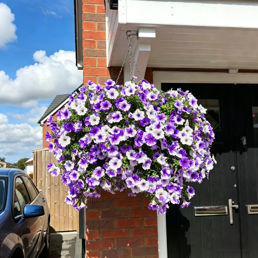 Floranova Bloom - Petunia