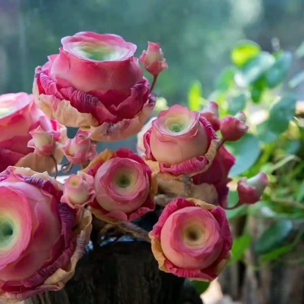 Easy-Grow Rose Seeds