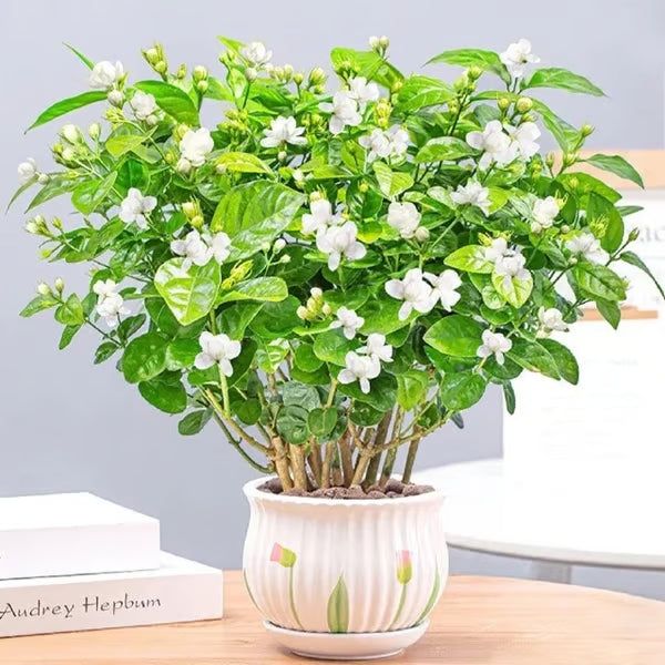 Premium Jasmine Seeds
