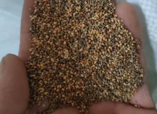 Easy-Grow Rose Seeds