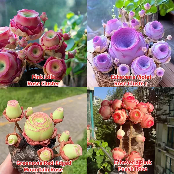 Easy-Grow Rose Seeds