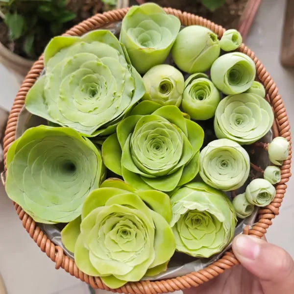 Easy-Grow Rose Seeds