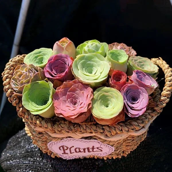 Easy-Grow Rose Seeds