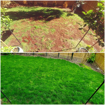 Premium Grass Seeds