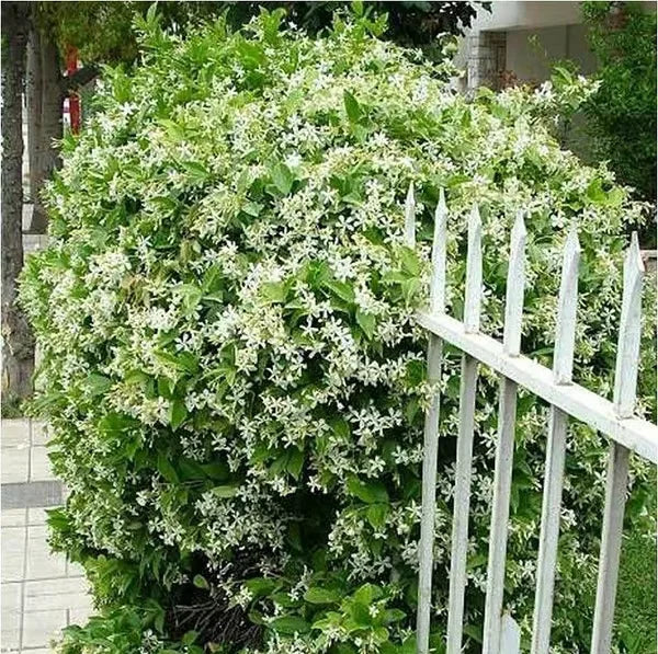 Premium Jasmine Seeds