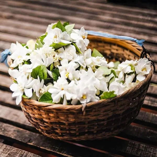 Premium Jasmine Seeds