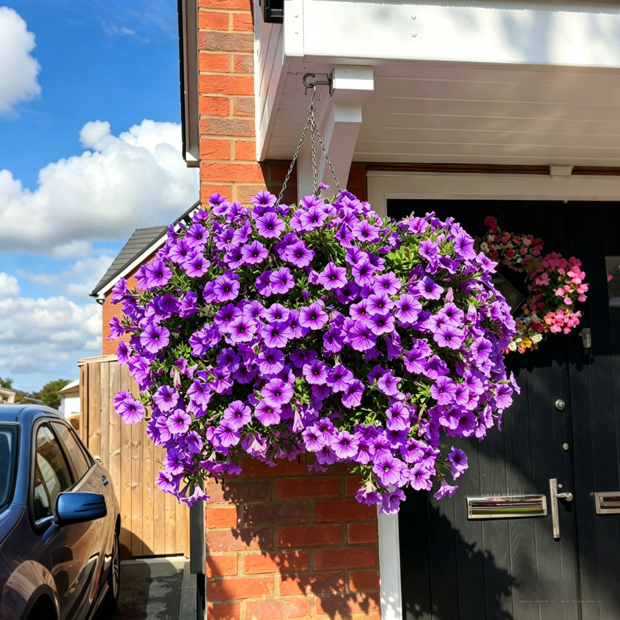 Floranova Bloom - Petunia