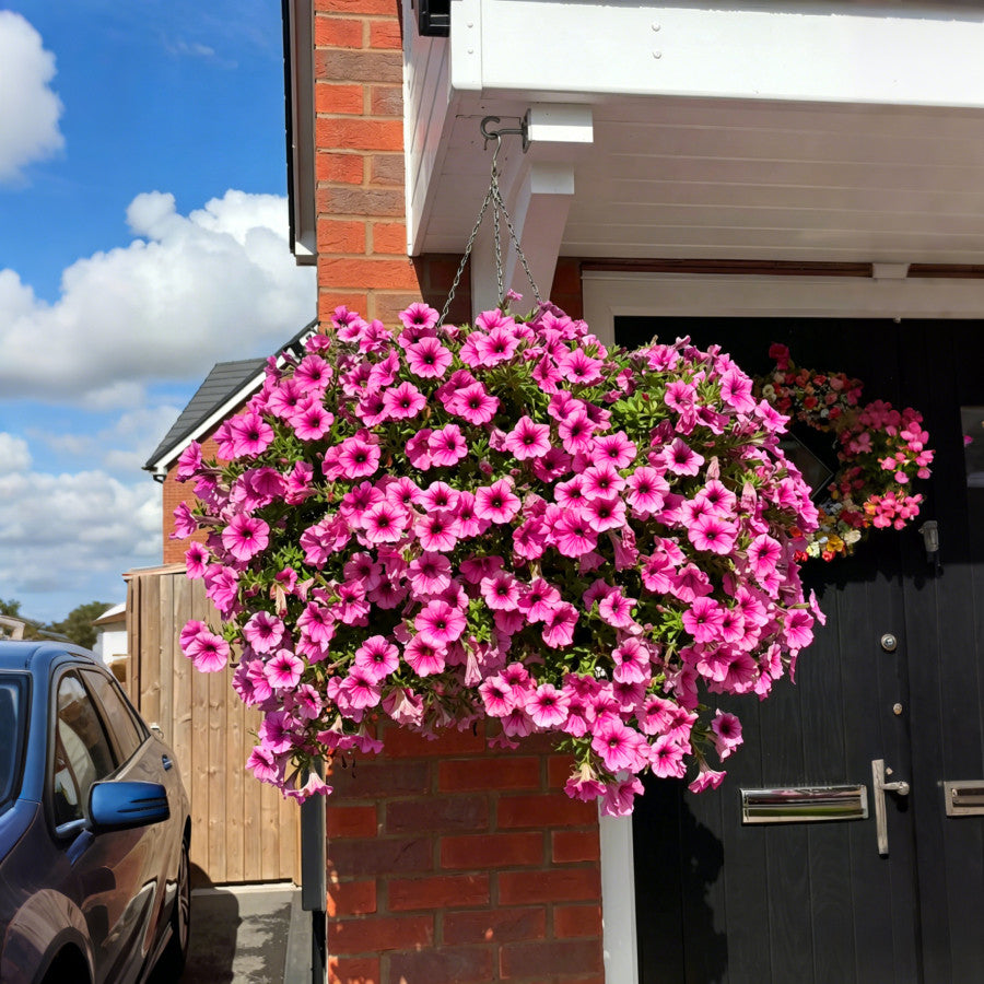 Floranova Bloom - Petunia