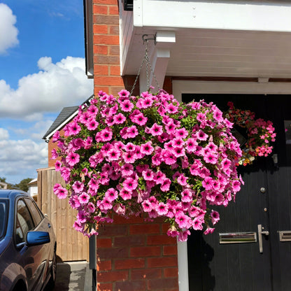 Floranova Bloom - Petunia