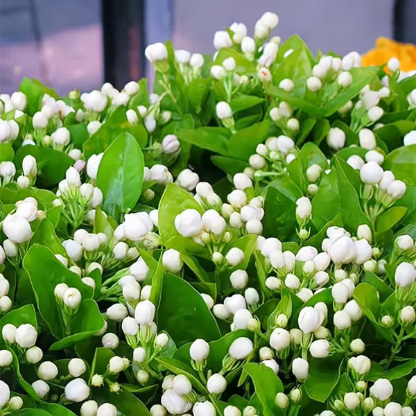 Premium Jasmine Seeds