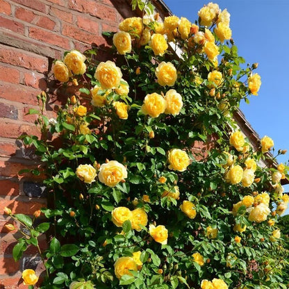 Ethereal Cascade Climbing Rose Seeds