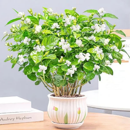 Premium Jasmine Seeds