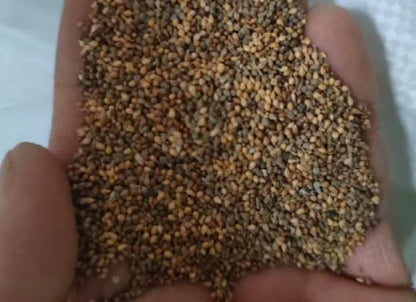 Easy-Grow Rose Seeds