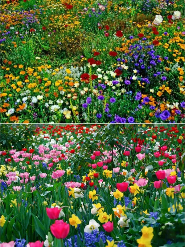 Mixed Flowers Seeds