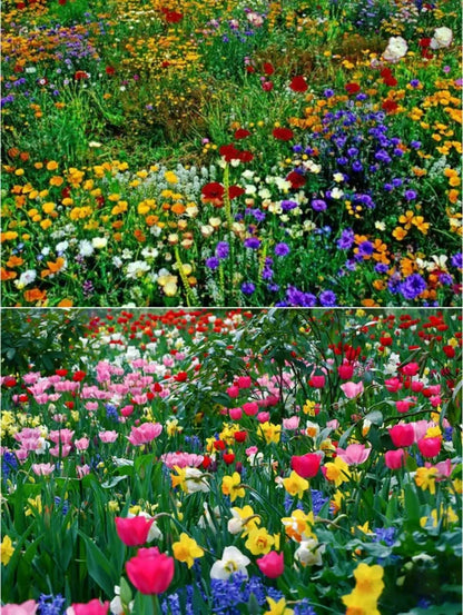 Mixed Flowers Seeds