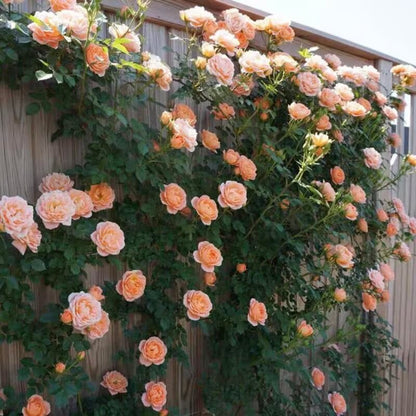 Ethereal Cascade Climbing Rose Seeds