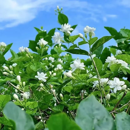 Premium Jasmine Seeds