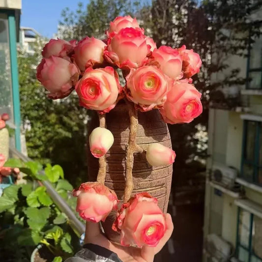 Easy-Grow Rose Seeds