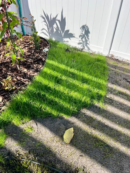 Premium Grass Seeds