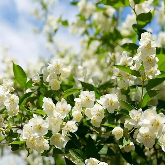 Premium Jasmine Seeds