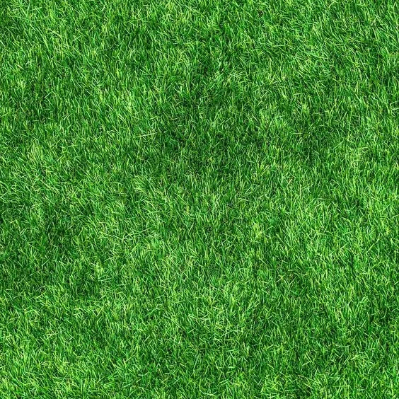 Premium Grass Seeds