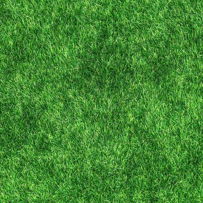 Premium Grass Seeds