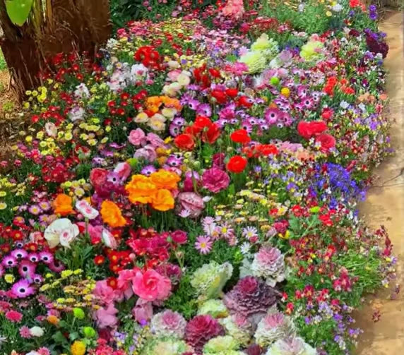 Mixed Flowers Seeds