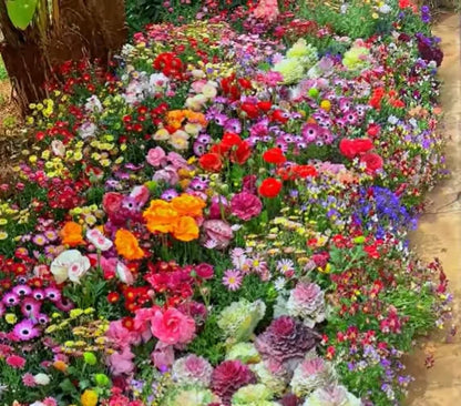 Mixed Flowers Seeds