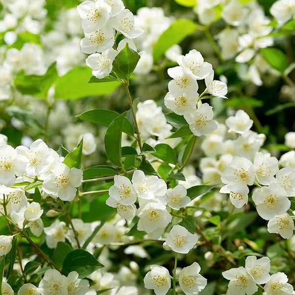 Premium Jasmine Seeds