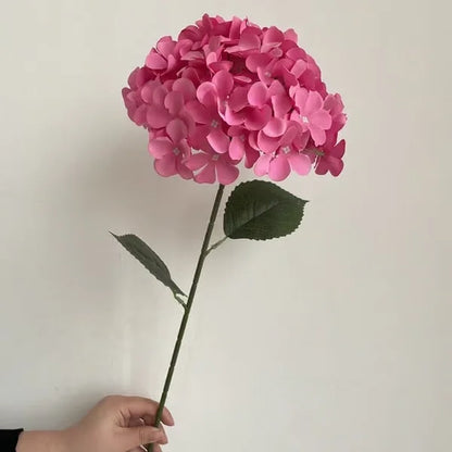 Elegant Hydrangea Blossoms