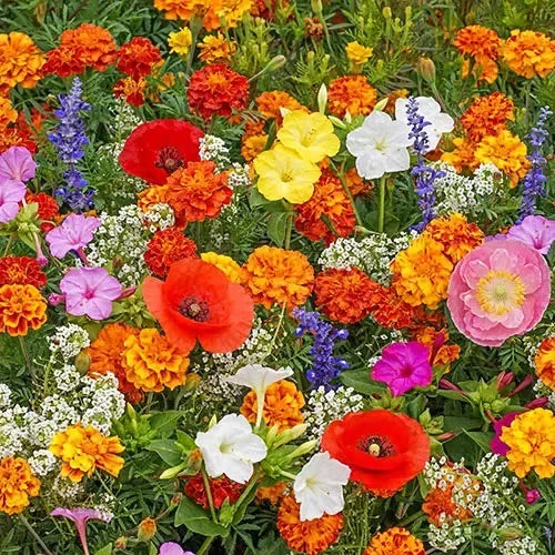 Mixed Flowers Seeds