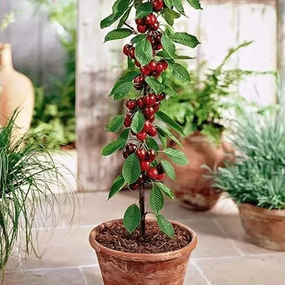 Cherry Bliss – Premium Garden Seeds