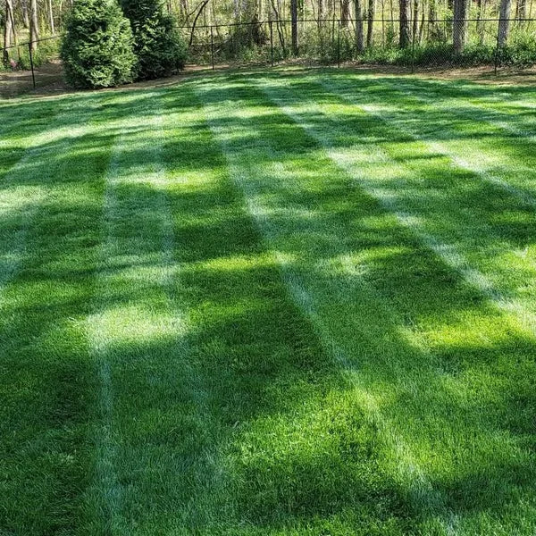 Premium Grass Seeds