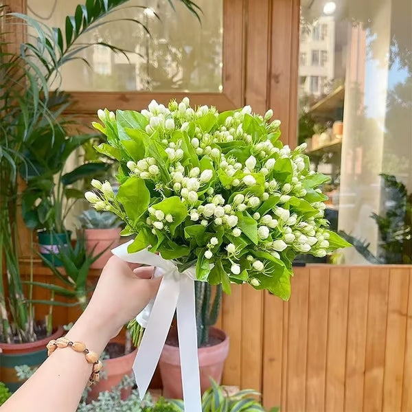 Premium Jasmine Seeds