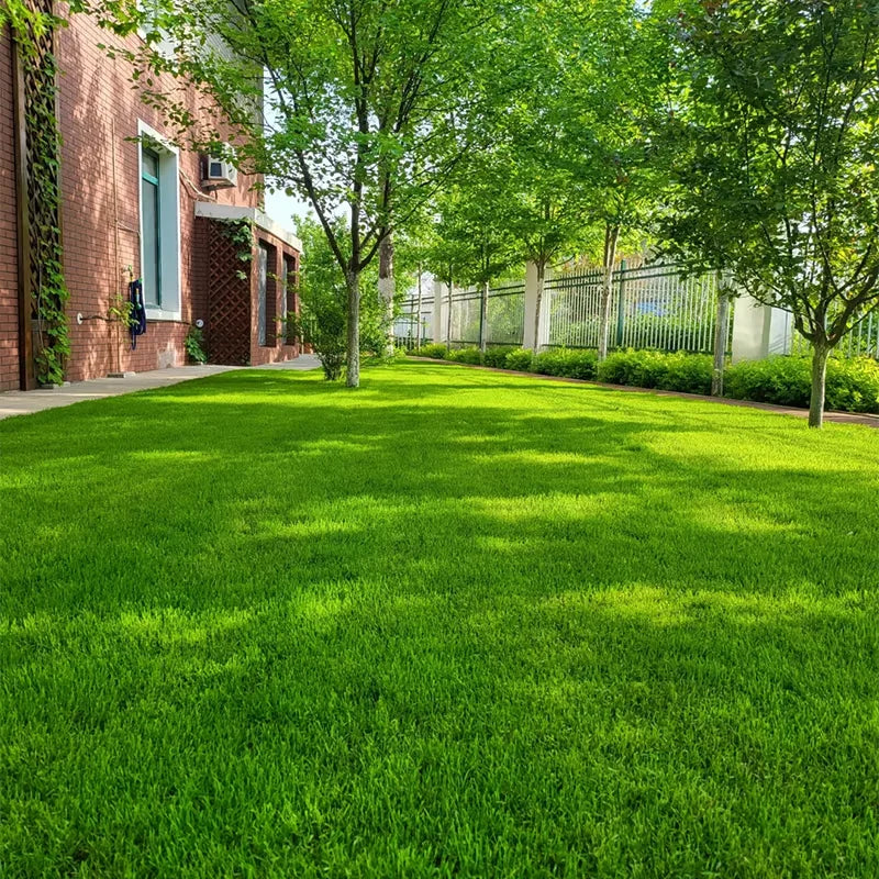 Premium Grass Seeds