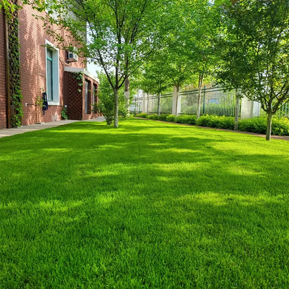 Premium Grass Seeds