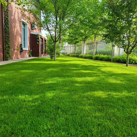 Premium Grass Seeds