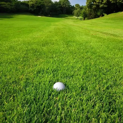 Premium Grass Seeds