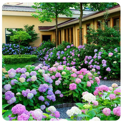 Elegant Hydrangea Blossoms