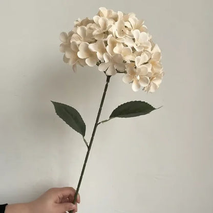 Elegant Hydrangea Blossoms