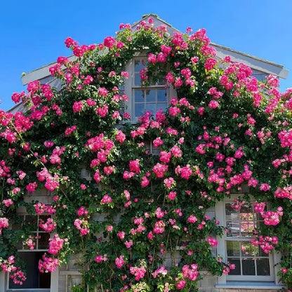 Ethereal Cascade Climbing Rose Seeds