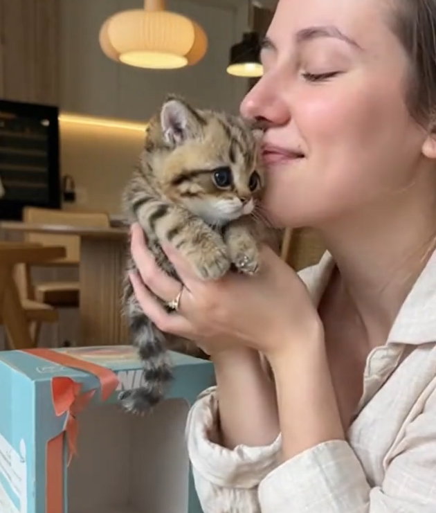 CozyReal Robot Kitten