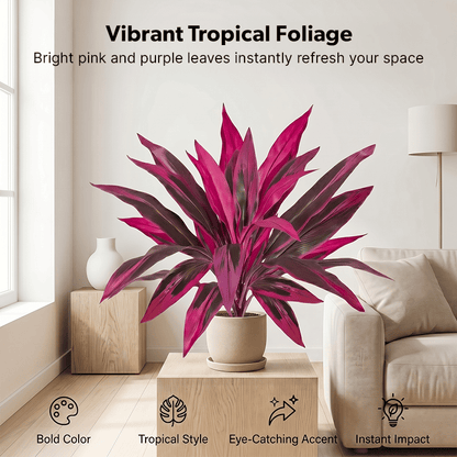 Tropical Color Patio Plant Set