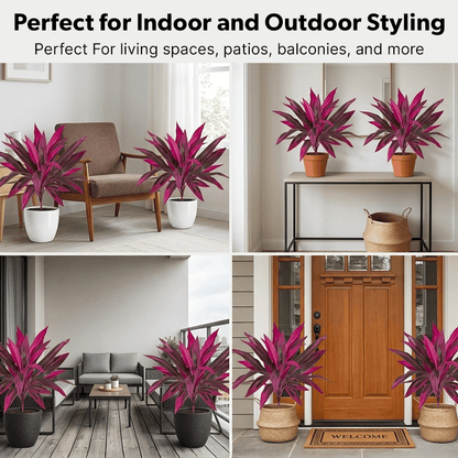 Tropical Color Patio Plant Set